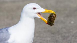 Glaucous-winged Gull eating a sea urchin