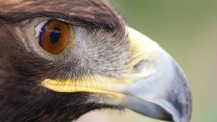 A Golden Eagle in profile showing large golden brown eye and sharp curved beak