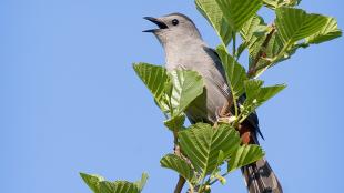 Gray Catbird