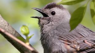 A Gray Catbird with soft light gray plumage and dark eye, its short sharp beak open as it calls