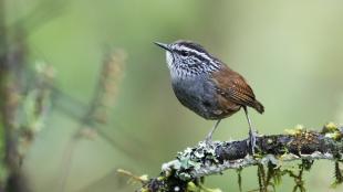 Gray-breasted Wood-Wren in Oaxaca, Mexico