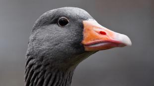 Close-up of Graylag Goose with its sleek gray plumage, dark eye and orange bill turned to its left as it eyes the viewer.