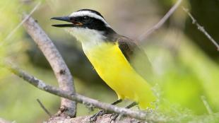 Great Kiskadee calling