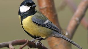 Great Tit, common European bird