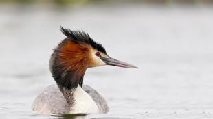 A bird floats on calm water and looks to its left, showing a long narrow beak, a black head with red orange feathers on the sides and a black crest atop its head.