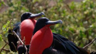 Great Frigatebirds