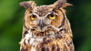 Great Horned Owl