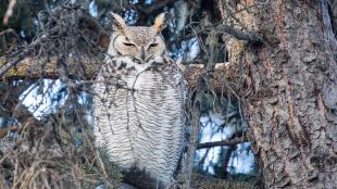 Great Horned Owl perched in tree