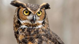 Great Horned Owl