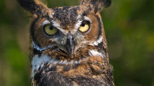 Great Horned Owl