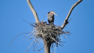 Heron perched in a nest of twigs at a fork in a tree