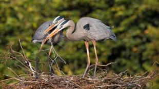 Great Blue Heron pair building nest