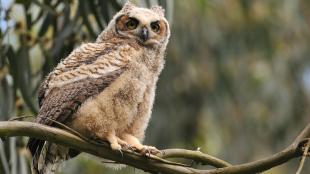 Great Horned Owl fledgling