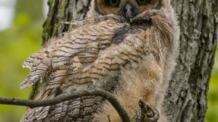 Great Horned Owl juvenile