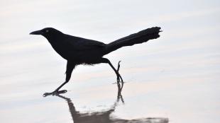 A slender black bird with very long tail strides across wet sand