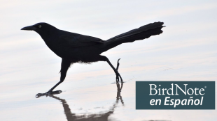 A slender black bird with very long tail strides across wet sand