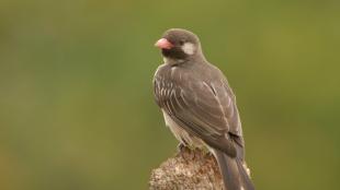 Greater Honeyguide