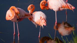 Greater Flamingos in the Galapagos