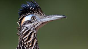 Greater Roadrunner