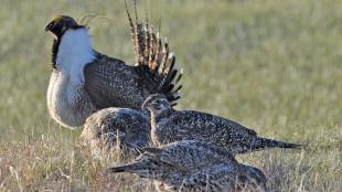 Greater Sage-Grouse at a lek