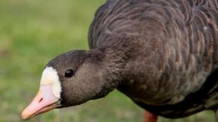 A brown goose with a white face and pale pink beak looks toward the viewer.