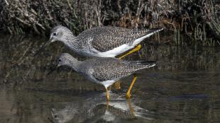 Two shorebirds, one larger than the other, walk together looking at the water they are wading in. 