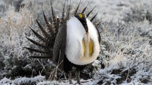 A male Greater Sage-Grouse in snow