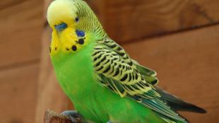 Green Budgie