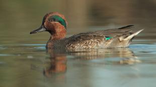 Green-winged Teal