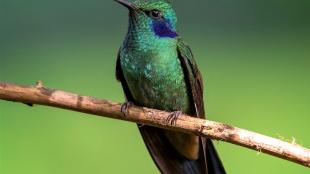 Green Violet-ear Hummingbird