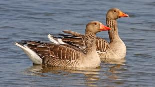 Greylag Geese