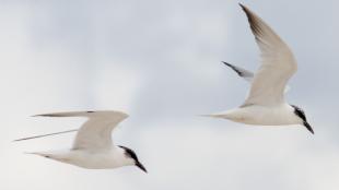 Gull-billed Terns in flight