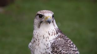 Closeup of a Gyrfalcon staring ahead