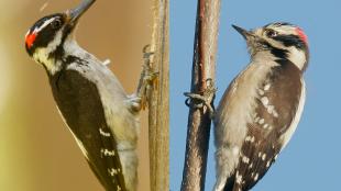 Hairy Woodpecker and Downy Woodpecker