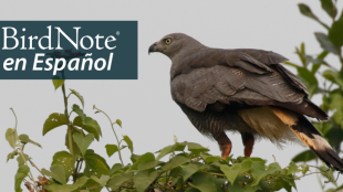 Crane Hawk perched in tree top