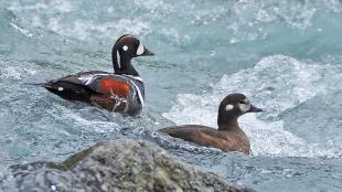 Harlequin duck pair in river