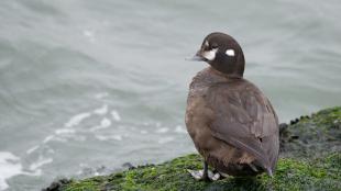 Female Harlequin Duck