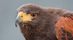 Harris's Hawk