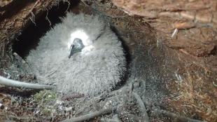 Hawaiian Petrel chick in burrow