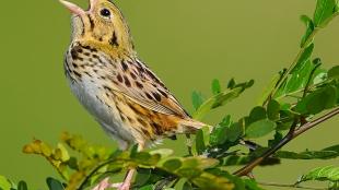 Henslow's Sparrow