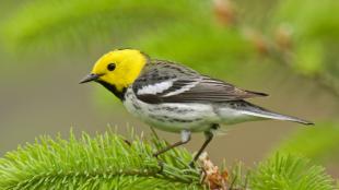 Hermit Warbler - Townsend's Warbler hybrid