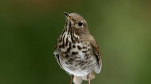 Hermit Thrush