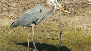 Heron catching snake