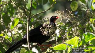 Highland Guan