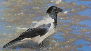 Hooded Crow