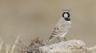 A male Horned Lark facing the viewer while perched on a pale rock against a soft light brown background