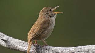 House Wren singing