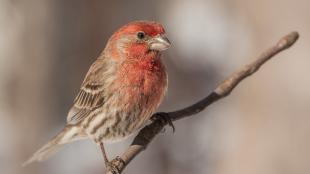 House Finch perched on a branch in the sun, looking to its left, red head and chest showing well