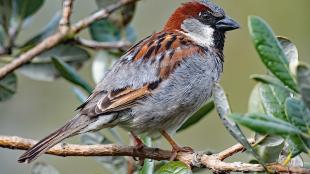 House Sparrow