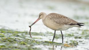 Hudsonian Godwit